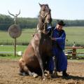 Венгерская теплокровная порода лошадей (венгерская спортивная, венгерский кешбер): фото, описание, история происхождения